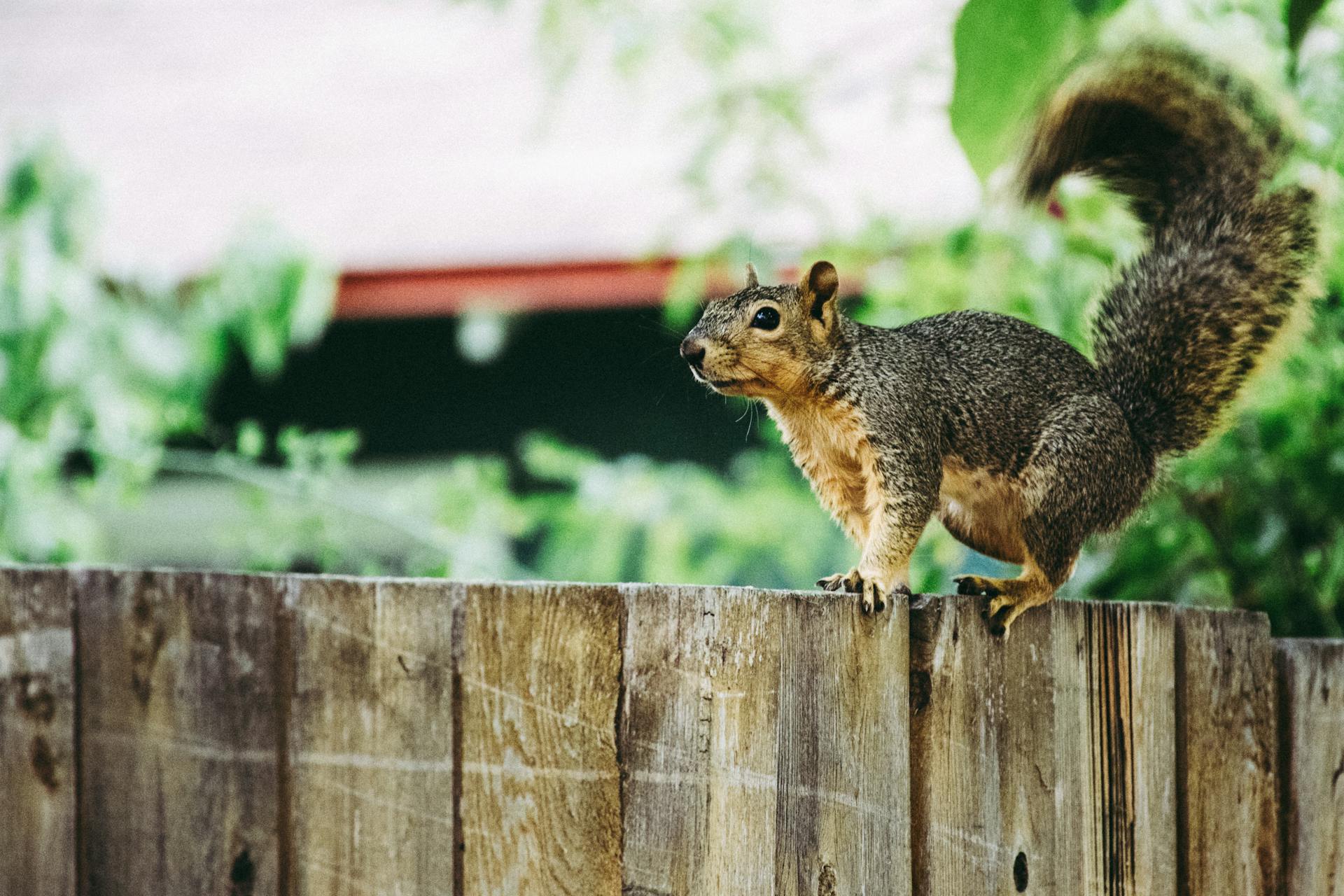 Squirrel on a fence in a backyard