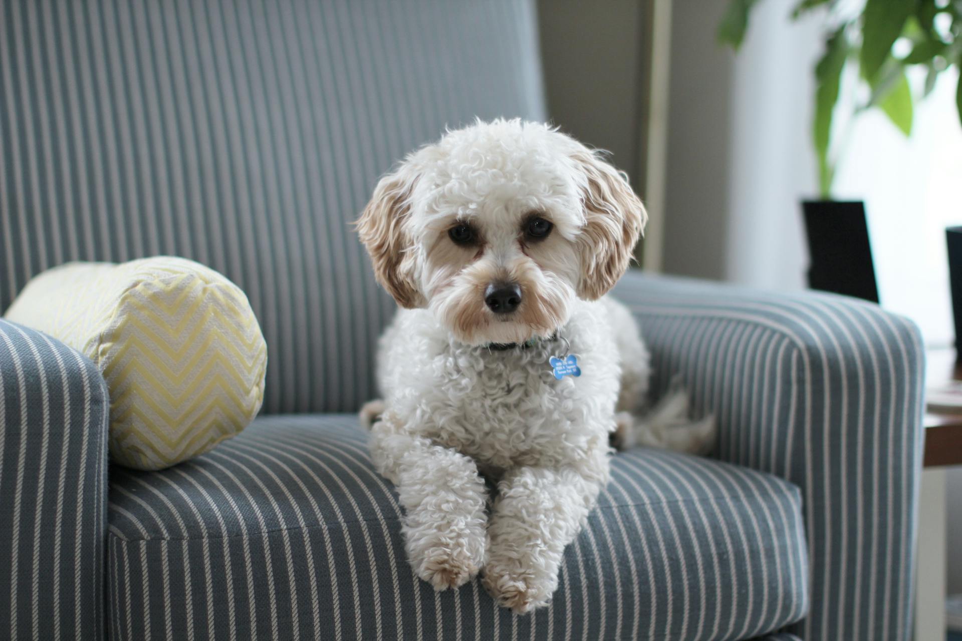 Dog in a living room