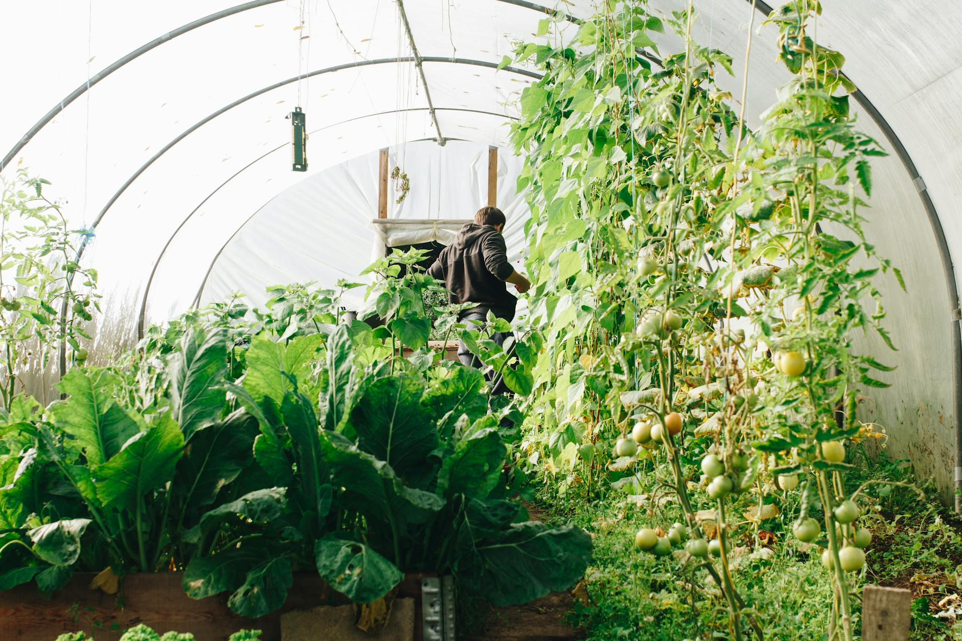 Man working in a greenhouse