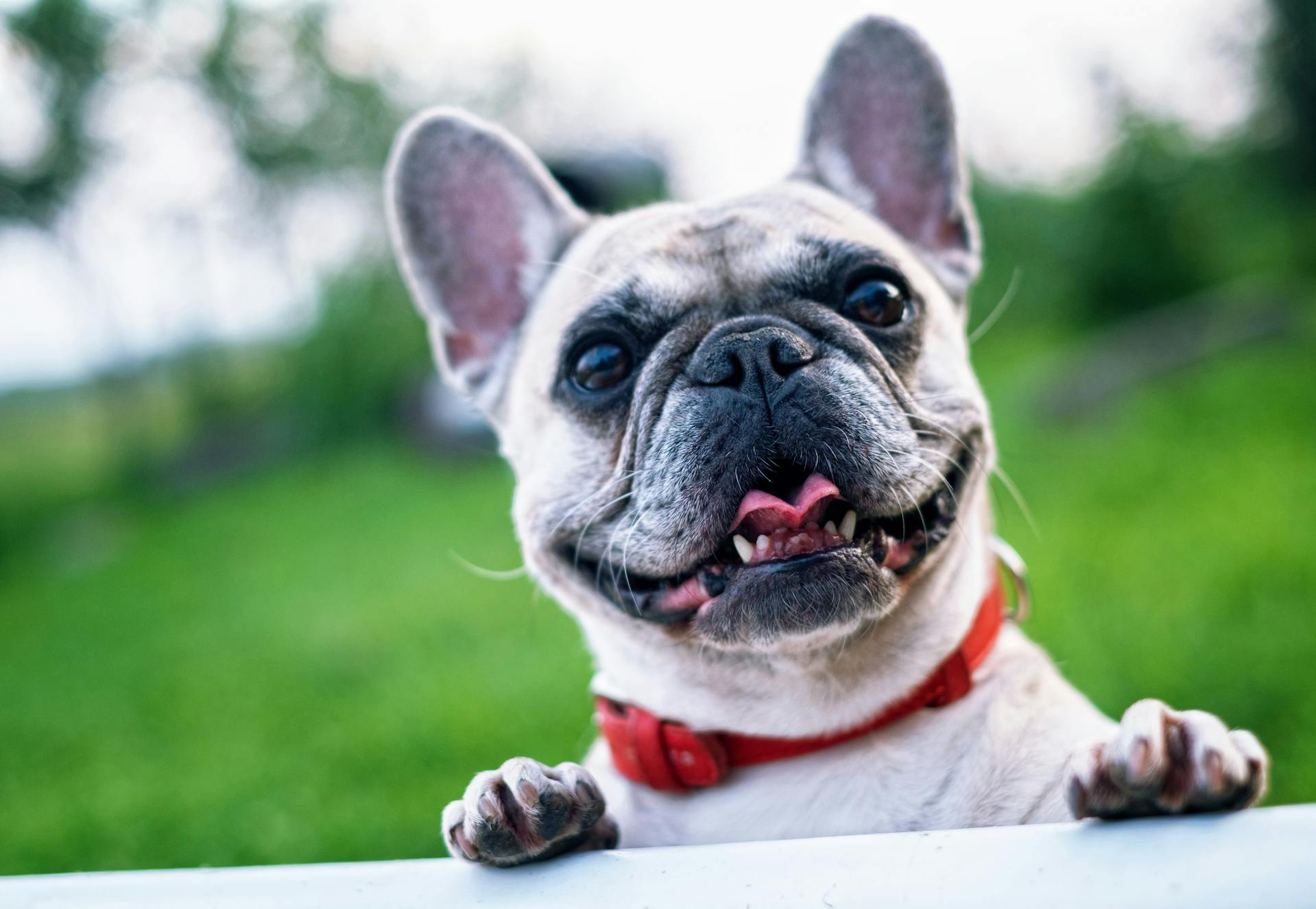 Dog in a garden